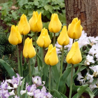 Tulipan Golden Tango - 5 szt.