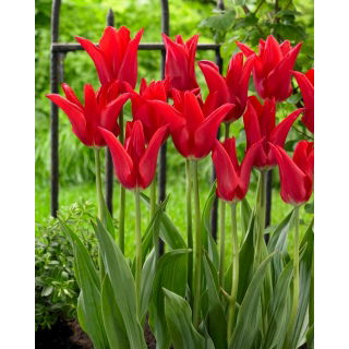 Tulipan Moneymaker - GIGA paczka! - 250 szt.