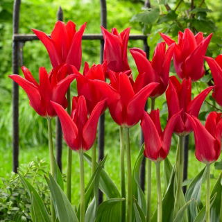 Tulipan Moneymaker - GIGA paczka! - 250 szt.
