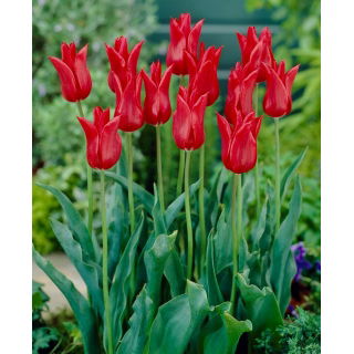 Tulipan liliokształtny czerwony - Lilyflowering red - duża paczka! - 50 szt.