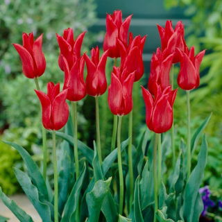 Tulipan liliokształtny czerwony - Lilyflowering red - duża paczka! - 50 szt.