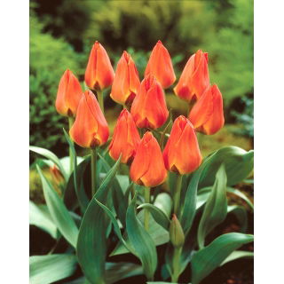 Tulipan Orange Elite - duża paczka! - 50 szt.