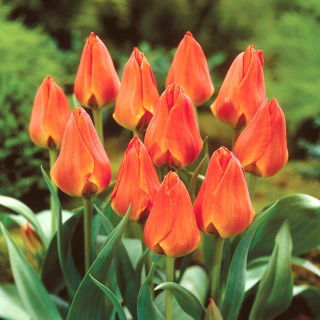 Tulipan Orange Elite - 5 szt.