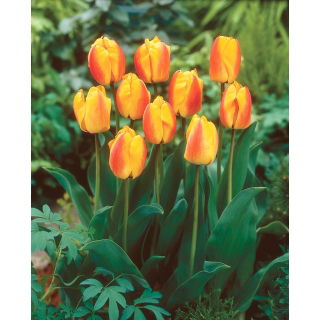 Tulipan Oxford Wonder - 5 szt.