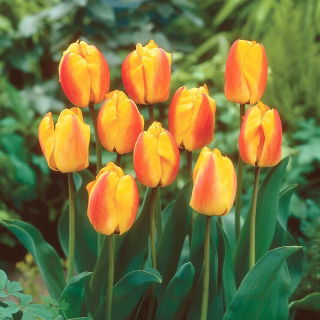 Tulipan Oxford Wonder - 5 szt.