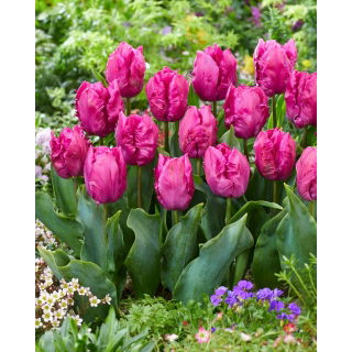 Tulipan Parrot Prince - 5 szt.