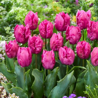 Tulipan Parrot Prince - 5 szt.