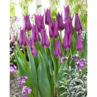 Tulipan liliokształtny fioletowy - Lilyflowering purple - 5 szt.