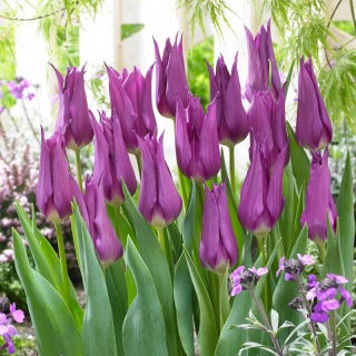 Tulipan liliokształtny fioletowy - Lilyflowering purple - 5 szt.