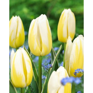 Tulipan Happy People - 5 szt.