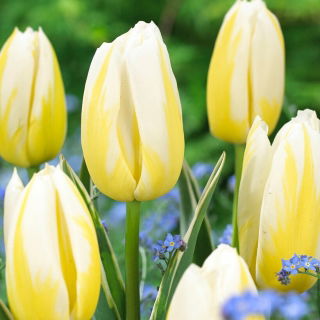 Tulipan Happy People - 5 szt.