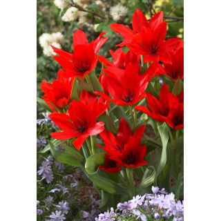 Tulipan Praestans Zwanenburg Variety - 5 szt.