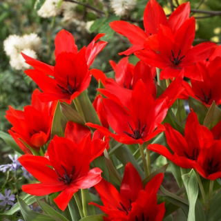 Tulipan Praestans Zwanenburg Variety - GIGA paczka! - 250 szt.