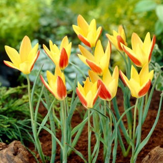 Tulipan Tinka - 5 szt.