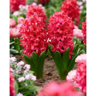Hiacynt Red Glory - GIGA paczka! - 150 szt.