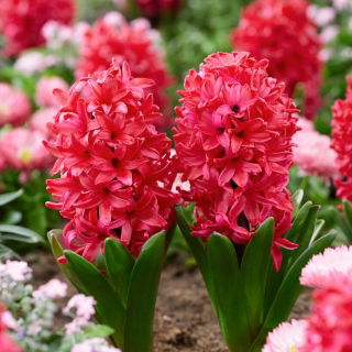 Hiacynt Red Glory - GIGA paczka! - 150 szt.