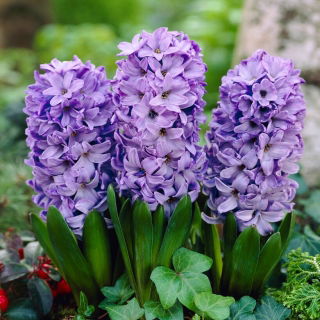 Hiacynt Blue Star - GIGA paczka! - 150 szt.