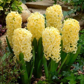 Hiacynt Yellow Queen - GIGA paczka! - 150 szt.