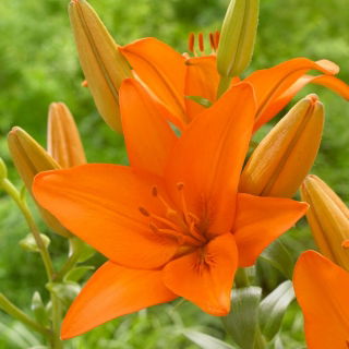 Lilia azjatycka - Orange Ton