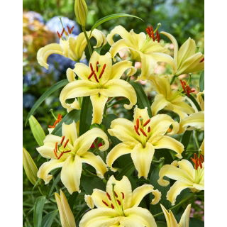 Lilia orientalna miniaturka - Gold Fever - GIGA paczka! - 50 szt.