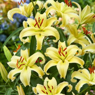 Lilia orientalna miniaturka - Gold Fever - GIGA paczka! - 50 szt.