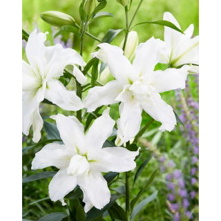 Lilia - Lotus Beauty - orientalna, pełna - GIGA paczka! - 50 szt.