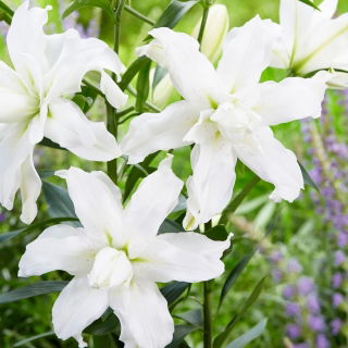 Lilia - Lotus Beauty - orientalna, pełna - GIGA paczka! - 50 szt.