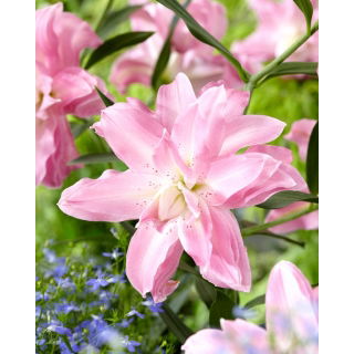 Lilia - Lotus Breeze - orientalna, pełna - GIGA paczka! - 50 szt.