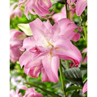 Lilia - Lotus Dream - orientalna, pełna - GIGA paczka! - 50 szt.