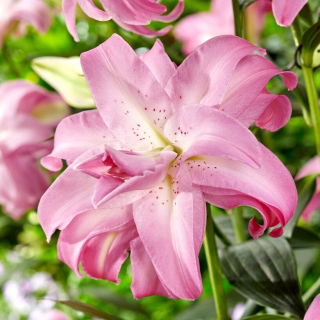 Lilia - Lotus Dream - orientalna, pełna - GIGA paczka! - 50 szt.
