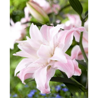 Lilia - Lotus Queen - orientalna, pełna - GIGA paczka! - 50 szt.