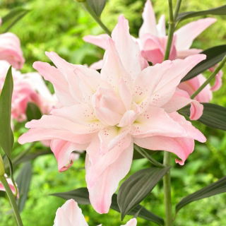 Lilia - Lotus Spring - orientalna, pełna - GIGA paczka! - 50 szt.