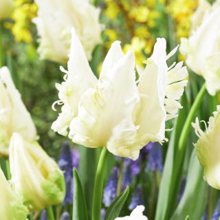 Tulipan Agrass Parrot - 5 szt.