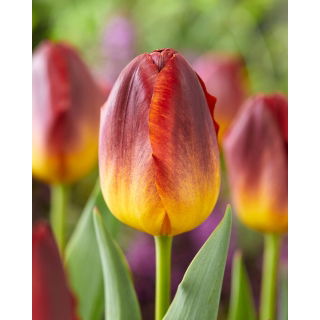 Tulipan Amberglow - duża paczka! - 50 szt.