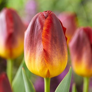 Tulipan Amberglow - 5 szt.