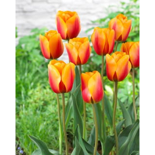 Tulipan Cash - duża paczka! - 50 szt.