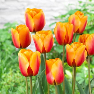 Tulipan Cash - 5 szt.