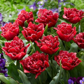 Tulipan Cranberry Thistle - 5 szt.
