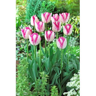 Tulipan Del Piero - 5 szt.