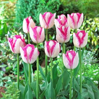 Tulipan Del Piero - 5 szt.