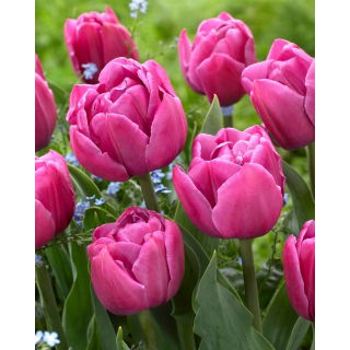 Tulipan Double You - 5 szt.