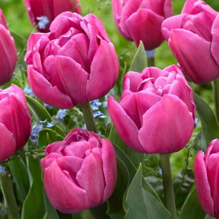 Tulipan Double You - duża paczka! - 50 szt.
