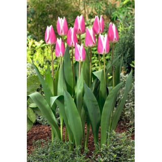 Tulipan Early Surprise - duża paczka! - 50 szt.