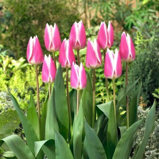 Tulipan Early Surprise - duża paczka! - 50 szt.
