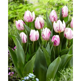 Tulipan Flaming Prince - GIGA paczka! - 250 szt.