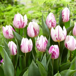 Tulipan Flaming Prince - GIGA paczka! - 250 szt.