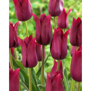 Tulipan Merlot - duża paczka! - 50 szt.
