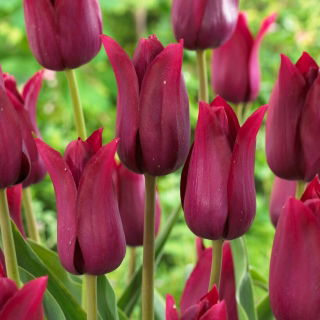 Tulipan Merlot - duża paczka! - 50 szt.