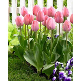 Tulipan Mystic Van Eijk - GIGA paczka! - 250 szt.