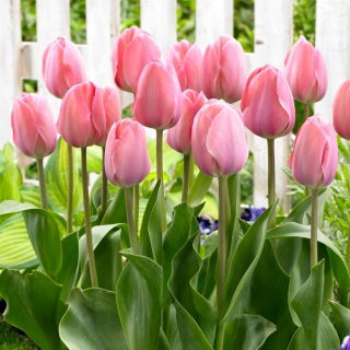 Tulipan Mystic Van Eijk - duża paczka! - 50 szt.